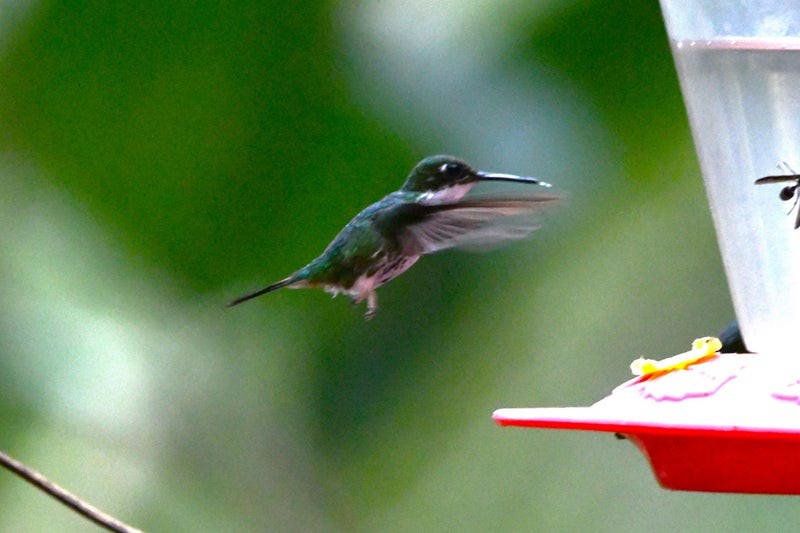 White-booted Racket-tail - ML638732319