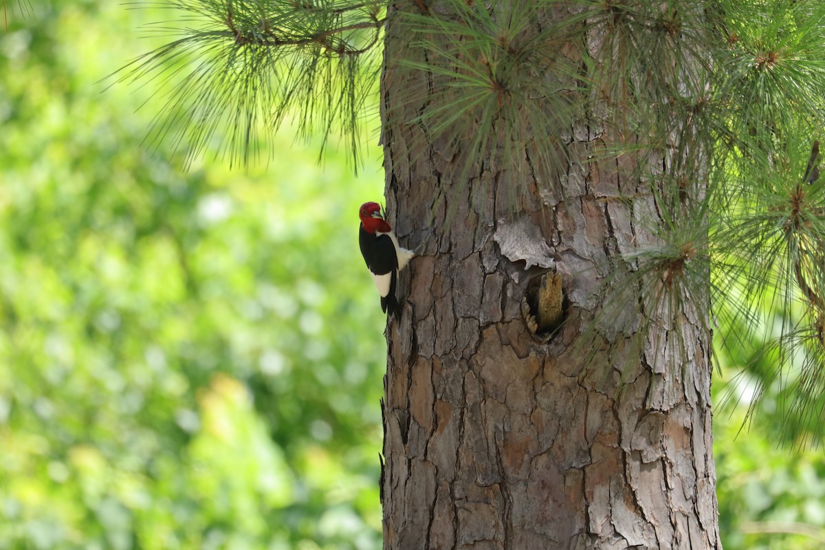 Red-headed Woodpecker - ML638732329