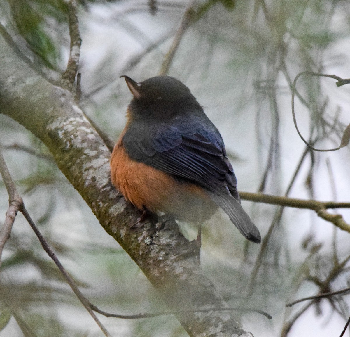 Cinnamon-bellied Flowerpiercer - ML638732331