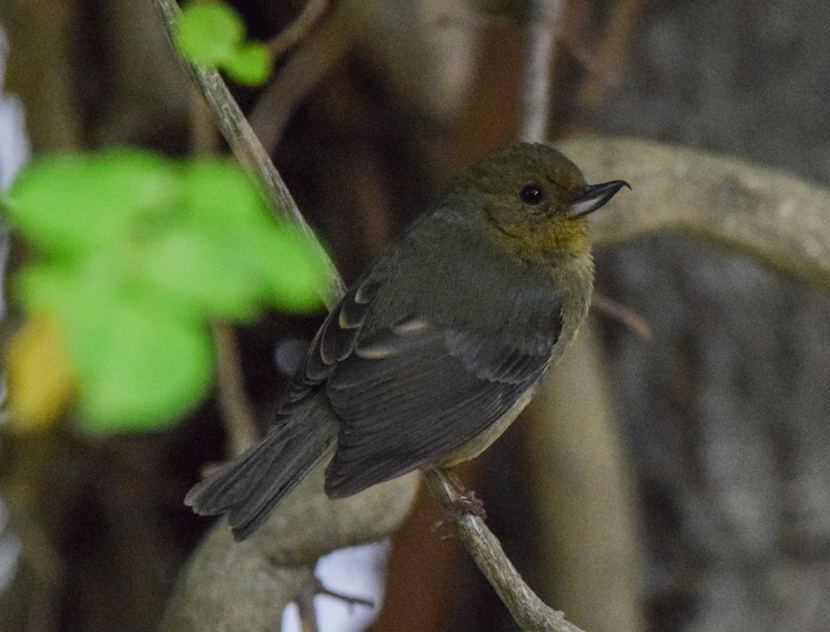 Cinnamon-bellied Flowerpiercer - ML638732333
