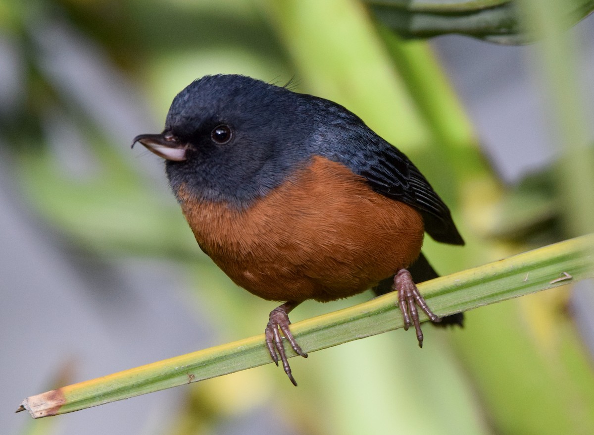 Cinnamon-bellied Flowerpiercer - ML638732335