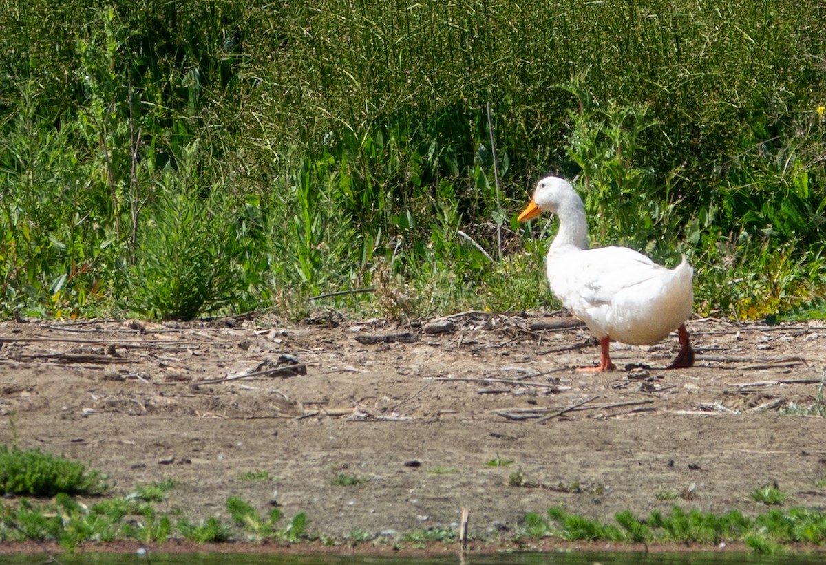 Mallard (Domestic type) - ML638732360