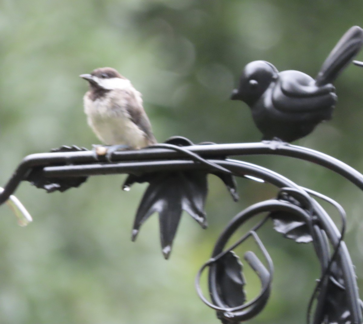 Carolina Chickadee - ML638732374