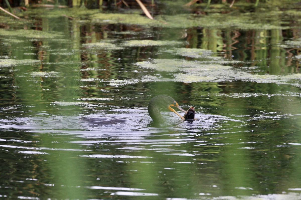 Cormoran à aigrettes - ML638732380