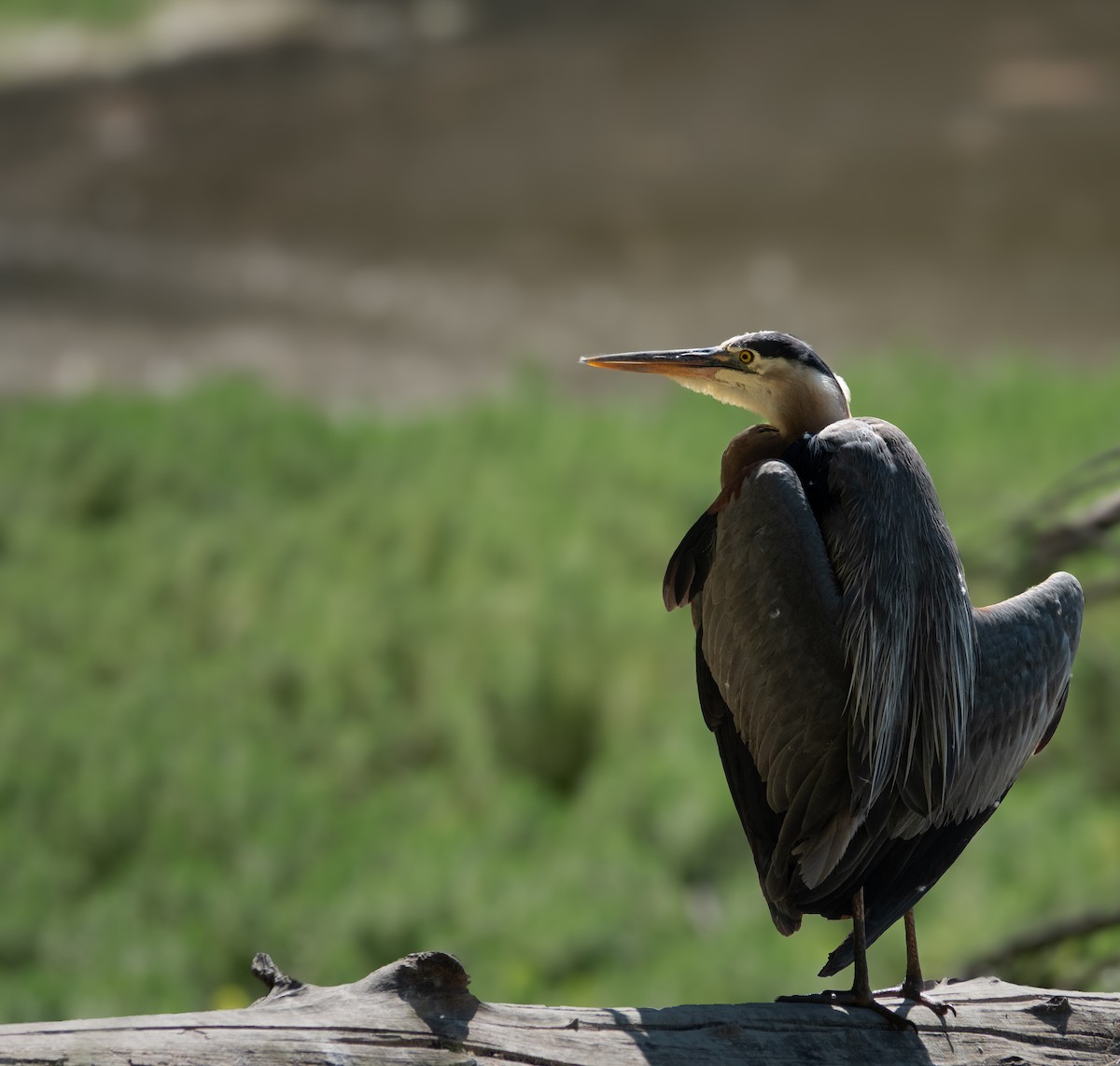 Great Blue Heron - ML638732384