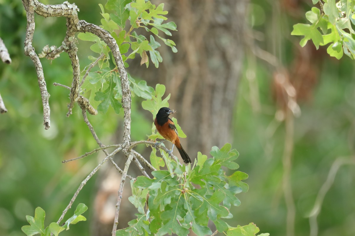 Orchard Oriole - ML638732394