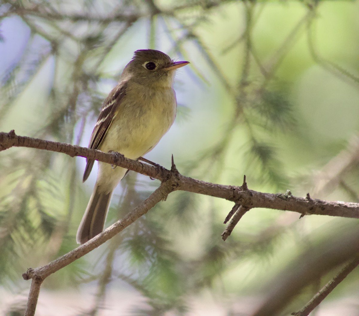 Western Flycatcher - ML638732409
