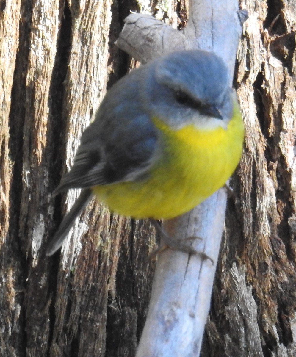 Eastern Yellow Robin - ML63873241