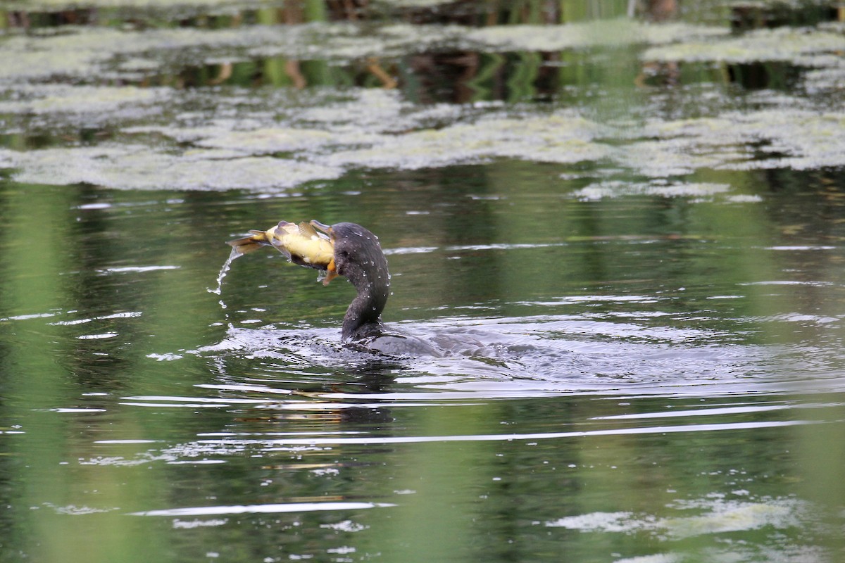 Cormoran à aigrettes - ML638732412