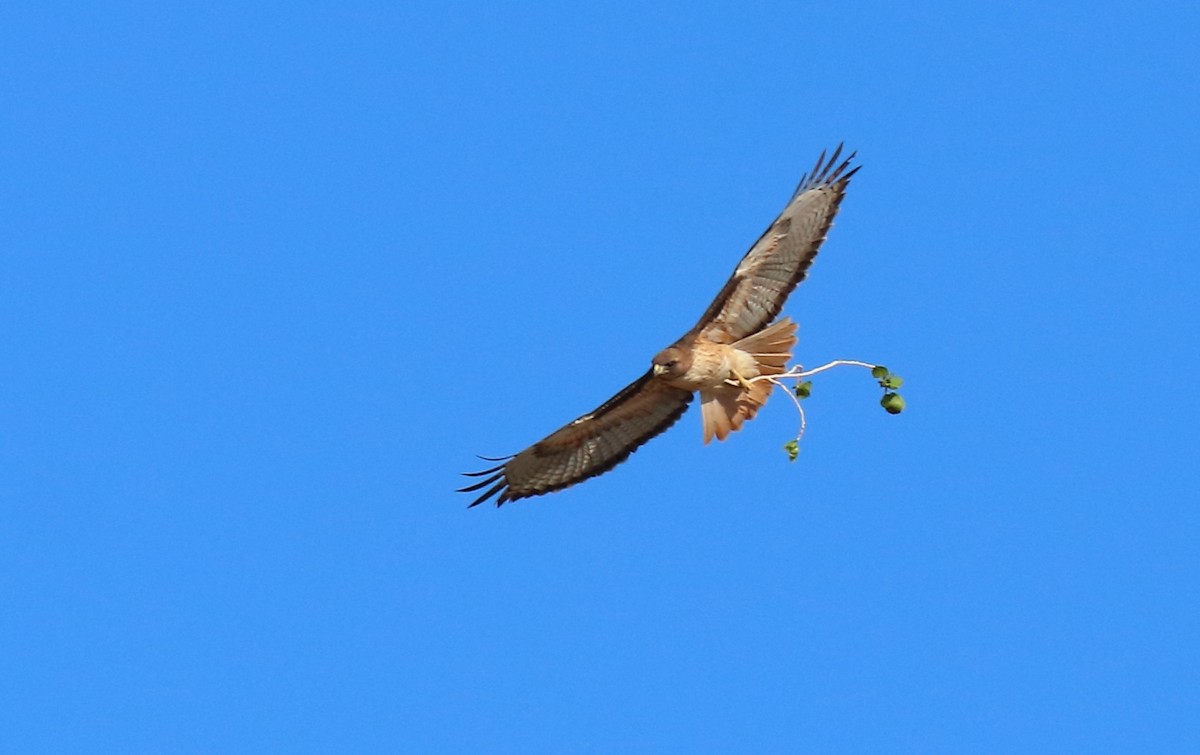 Red-tailed Hawk - ML638732429