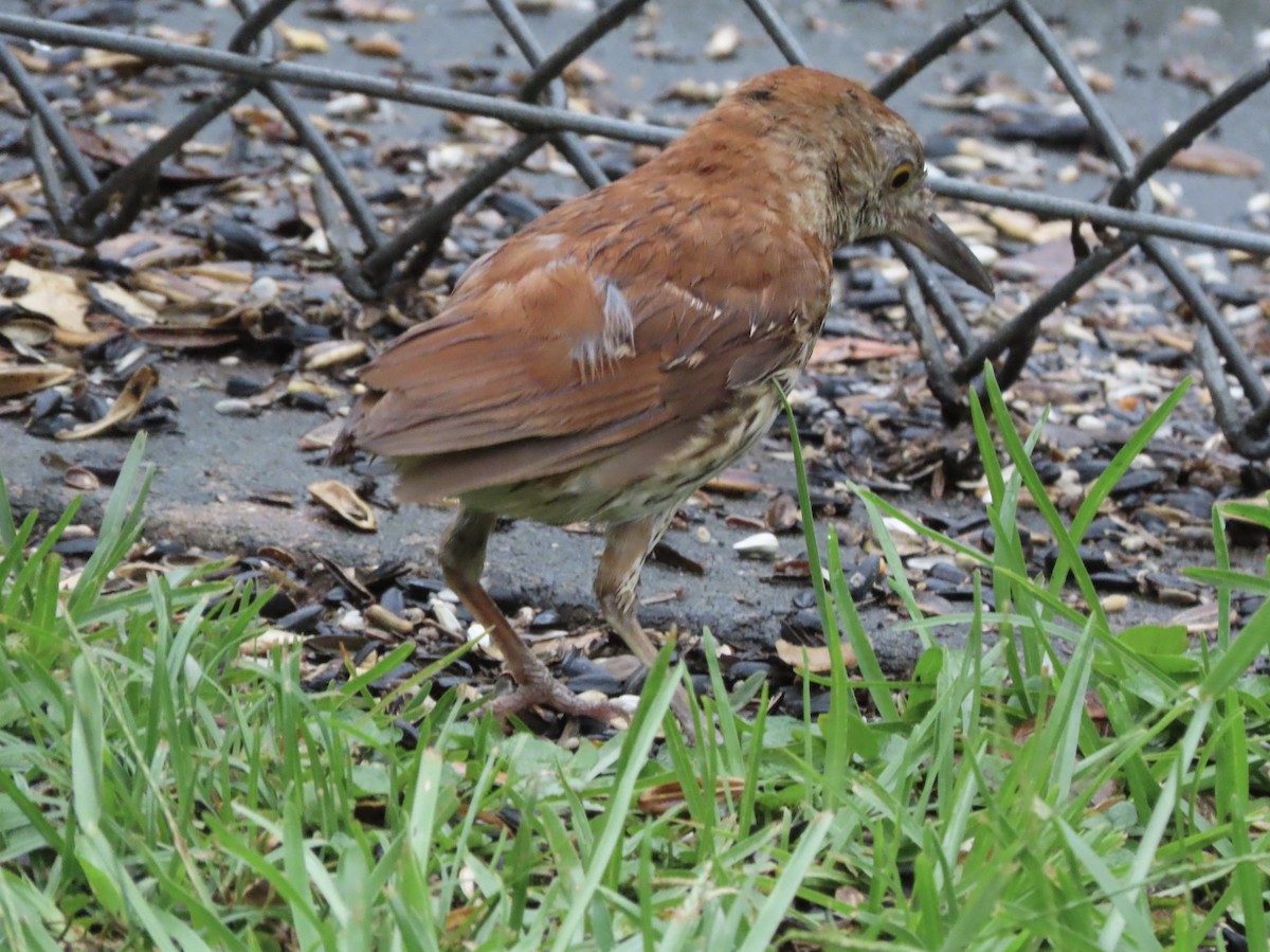 Brown Thrasher - ML638732438
