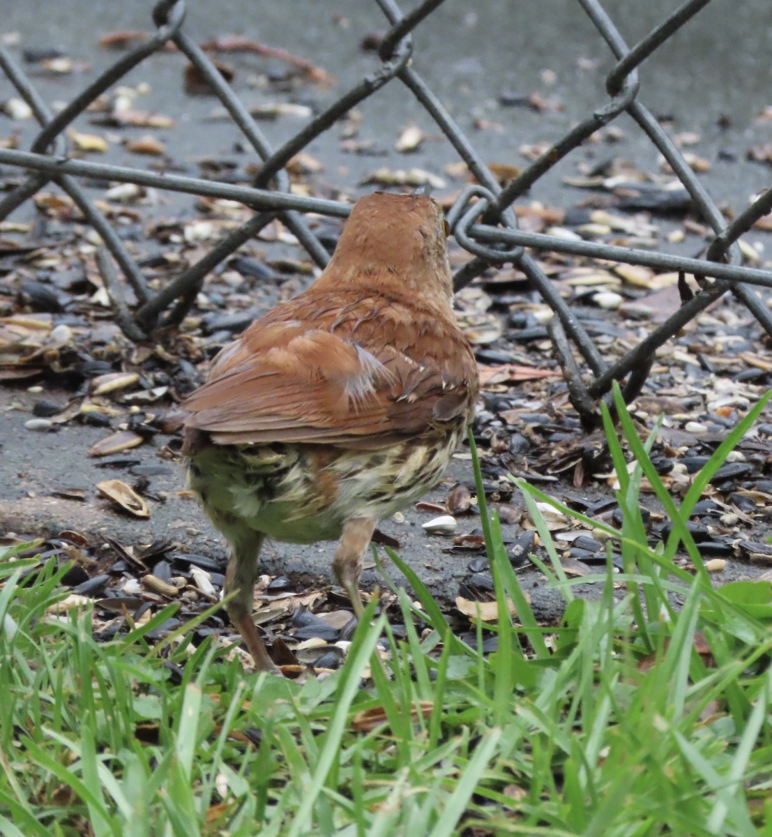 Brown Thrasher - ML638732439