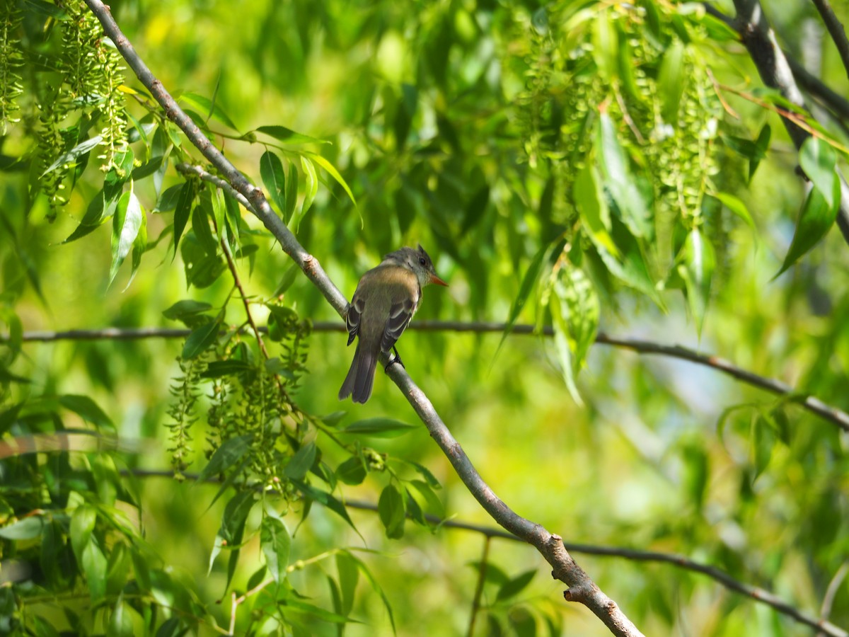 Willow Flycatcher - ML638732446