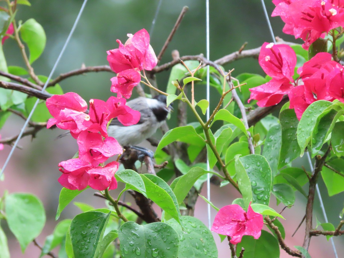 Carolina Chickadee - ML638732454