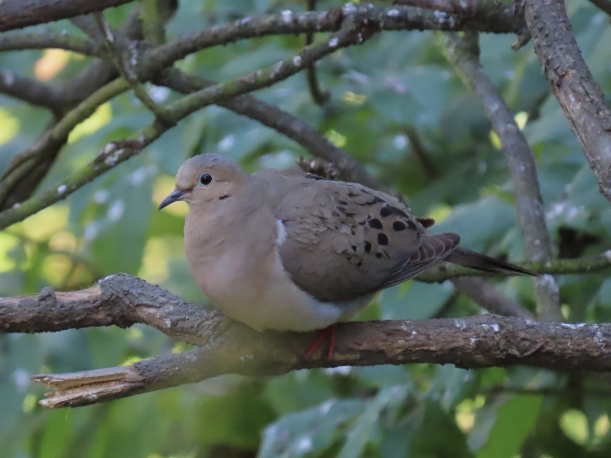 Mourning Dove - ML638732457