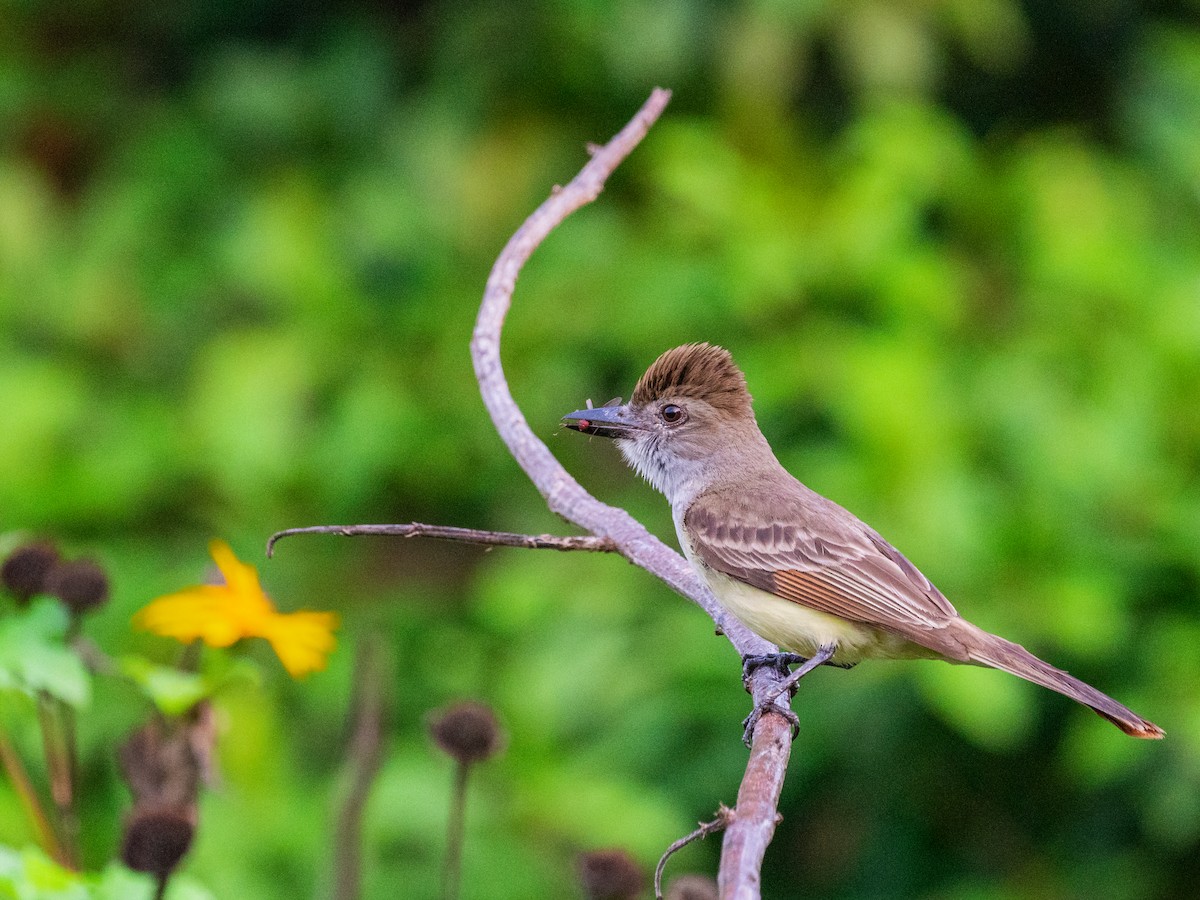 Brown-crested Flycatcher - ML638732468