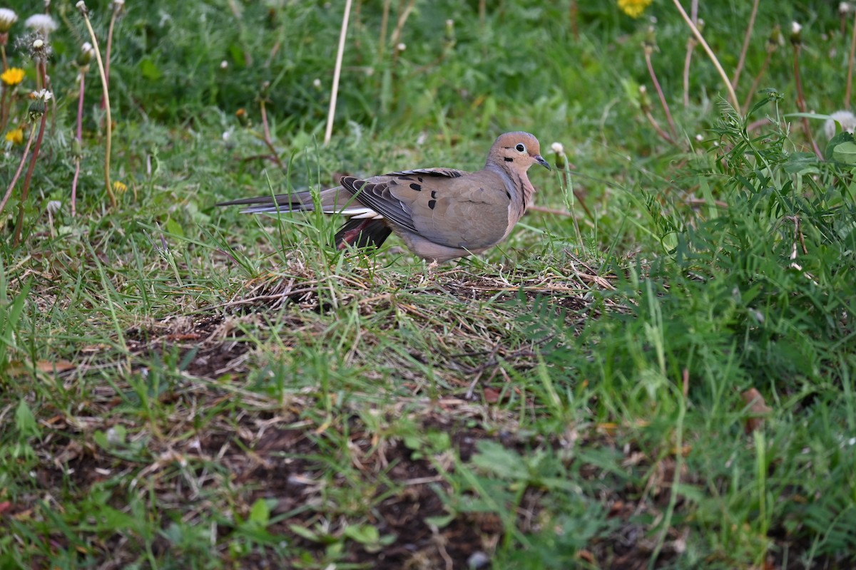 Mourning Dove - ML638732479