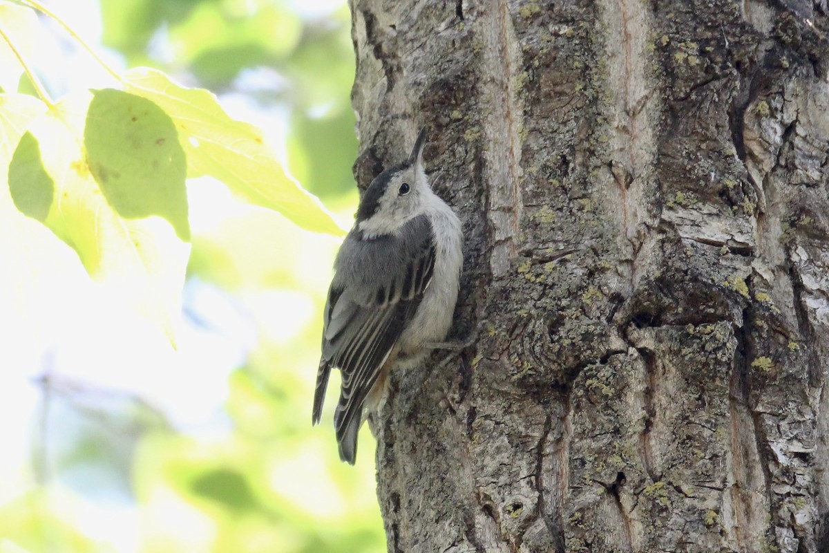 White-breasted Nuthatch (Eastern) - ML638732486