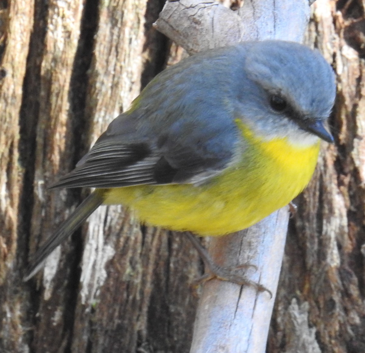 Eastern Yellow Robin - ML63873251