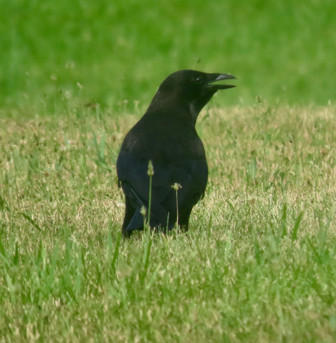 American Crow - ML638732537