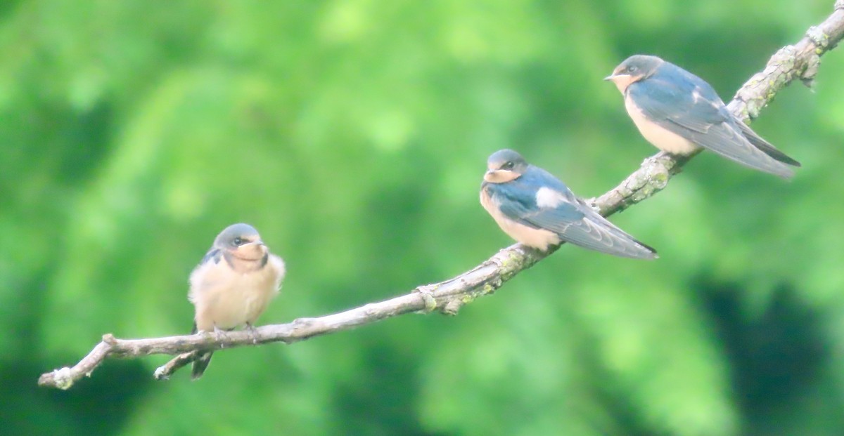 vlaštovka obecná (ssp. erythrogaster) - ML638732545