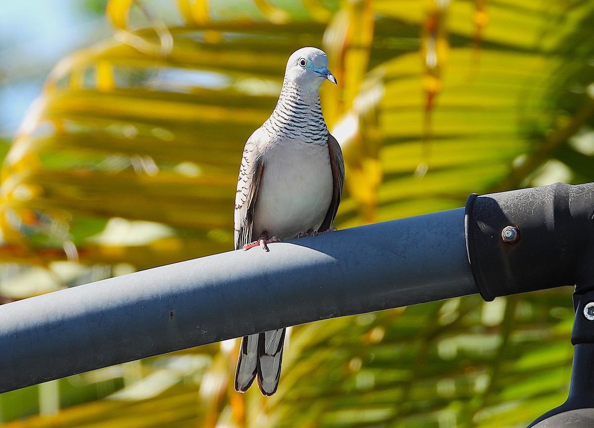 Peaceful Dove - ML638732547