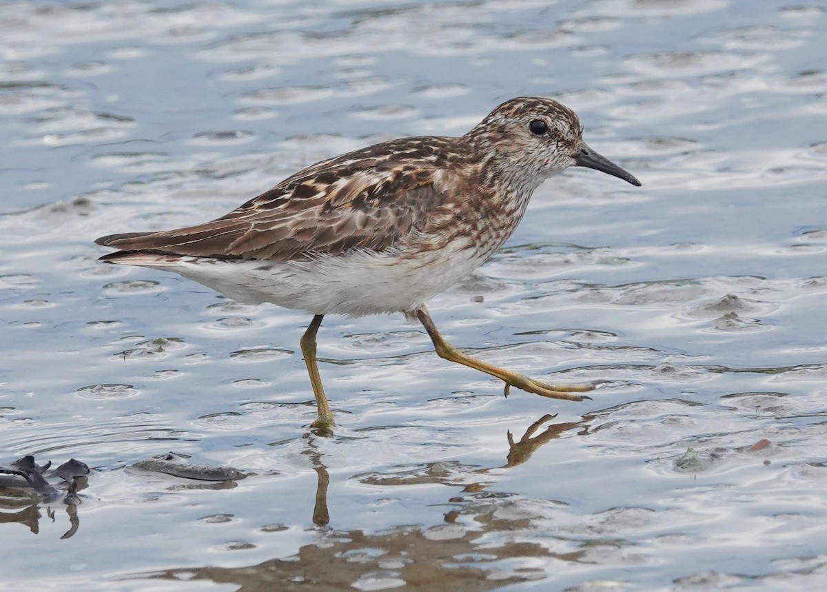 Least Sandpiper - ML638732552
