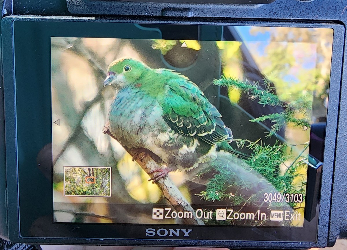 Superb Fruit-Dove - ML638732557