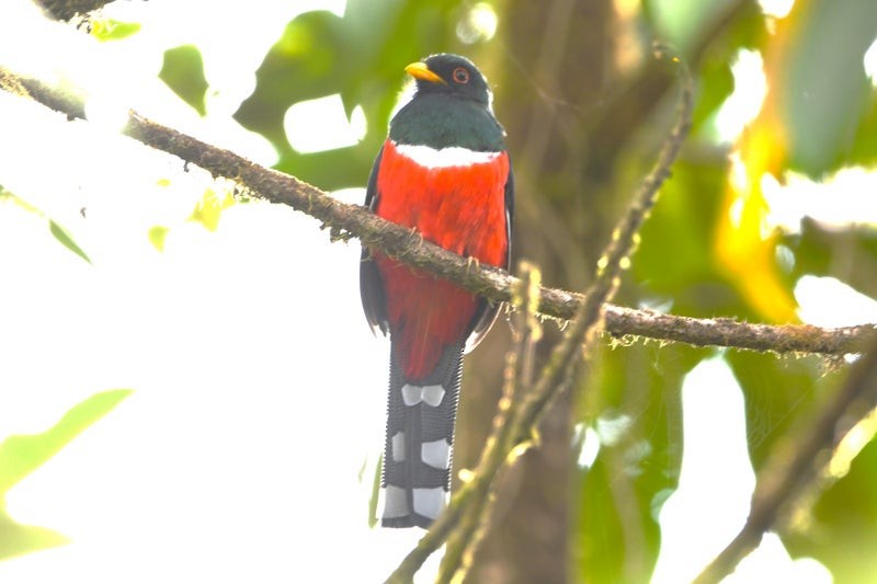 Masked Trogon - ML638732561