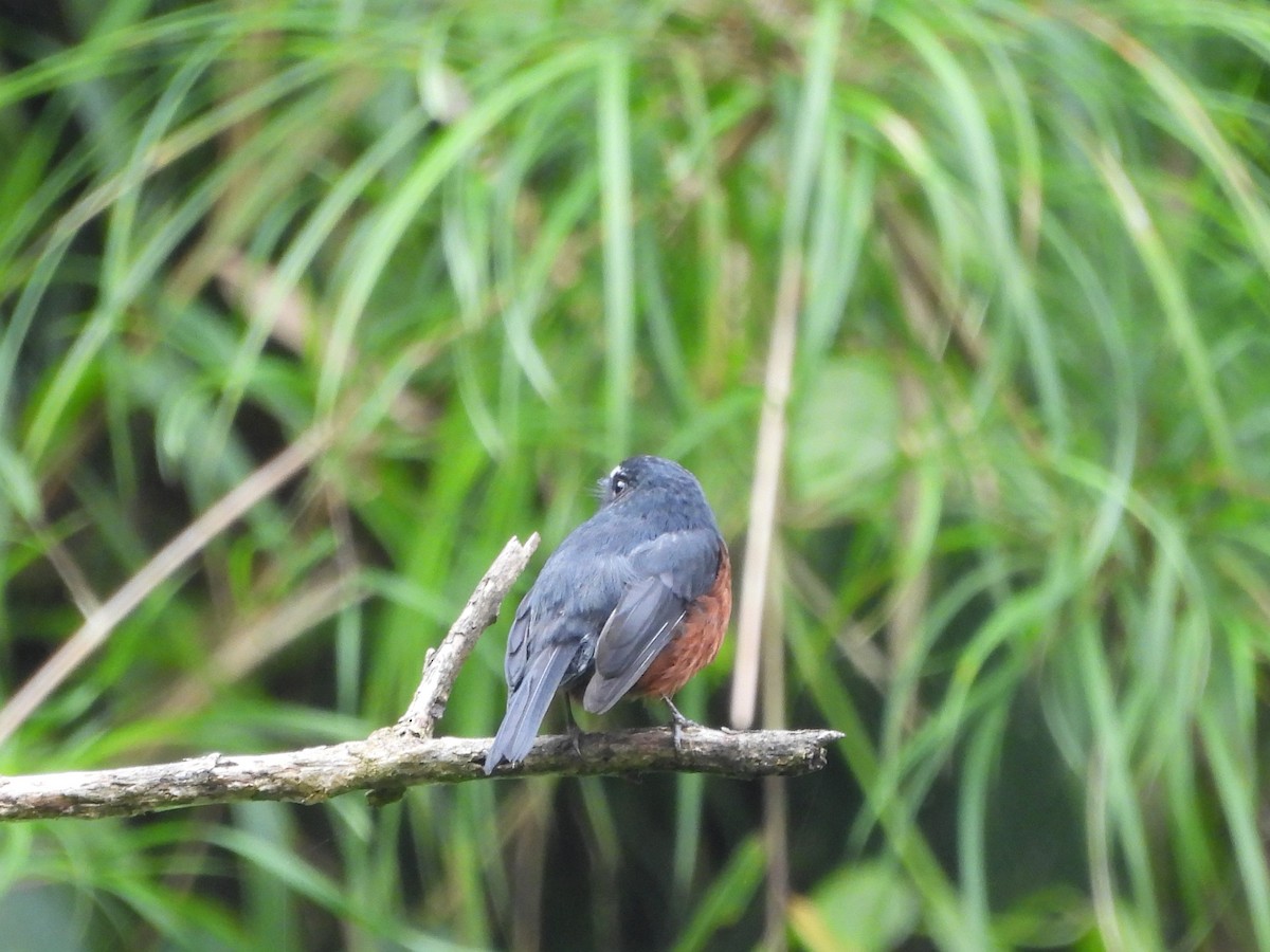 Chestnut-bellied Chat-Tyrant - ML638732571