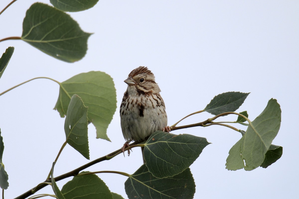 Song Sparrow (melodia/atlantica) - ML638732573