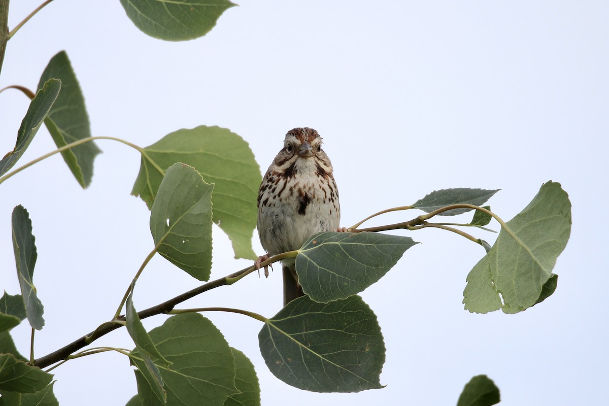 Song Sparrow (melodia/atlantica) - ML638732575