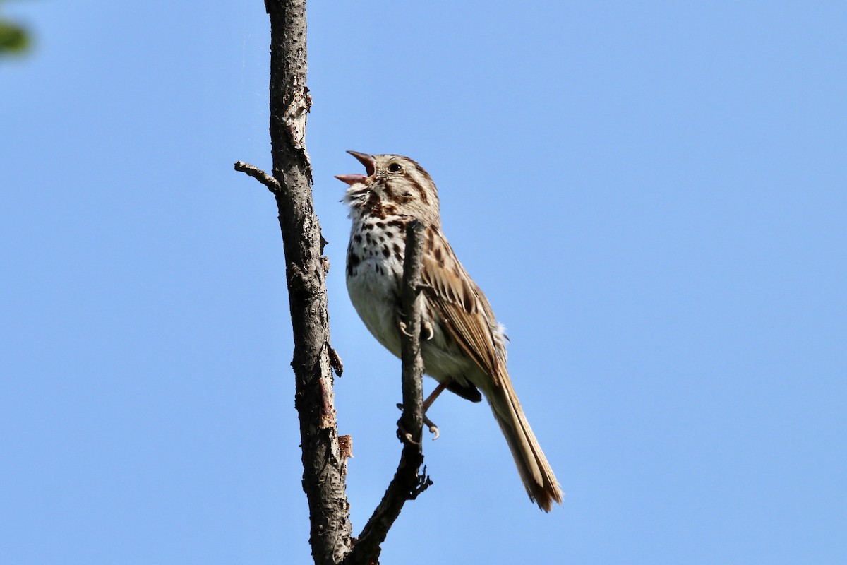 Song Sparrow (melodia/atlantica) - ML638732579