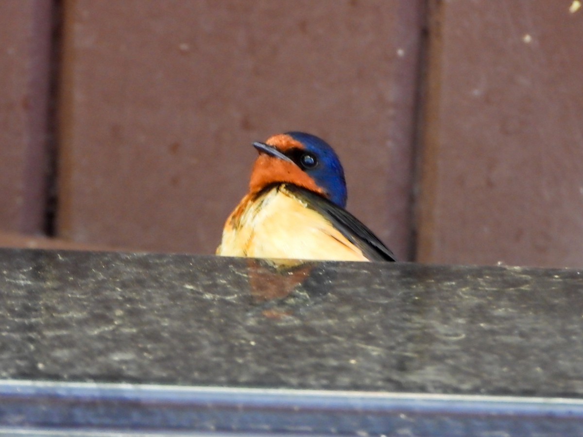Barn Swallow - ML638732586