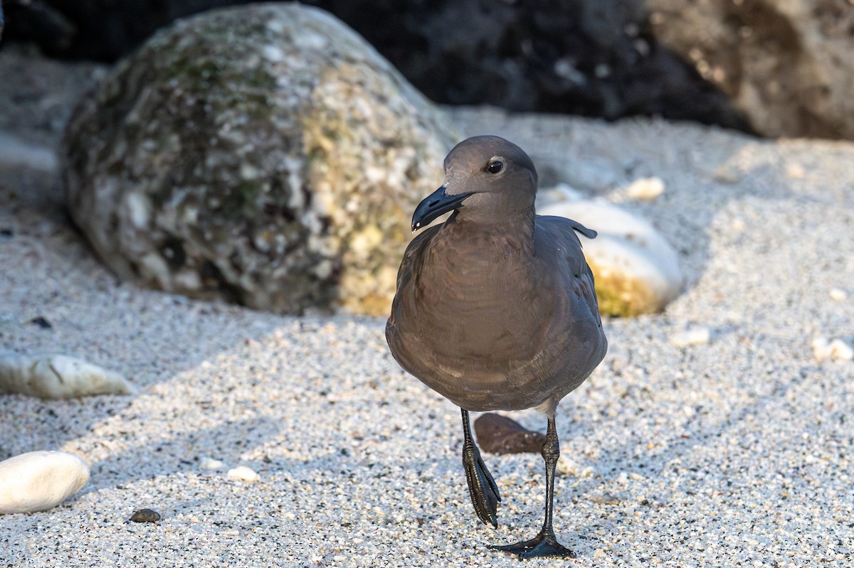 Lava Gull - ML638732591