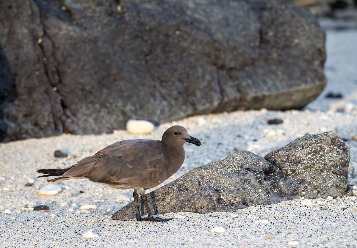 Lava Gull - ML638732592