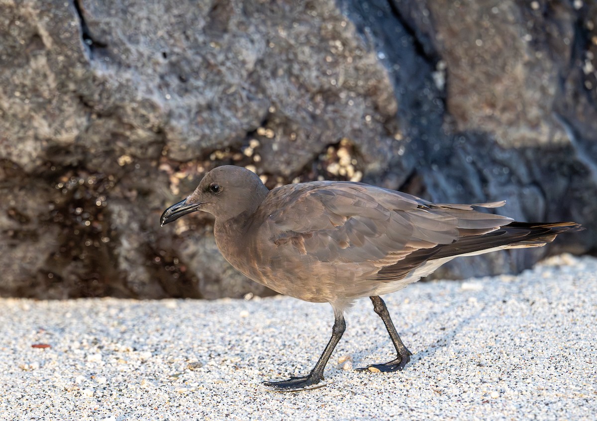Lava Gull - ML638732593