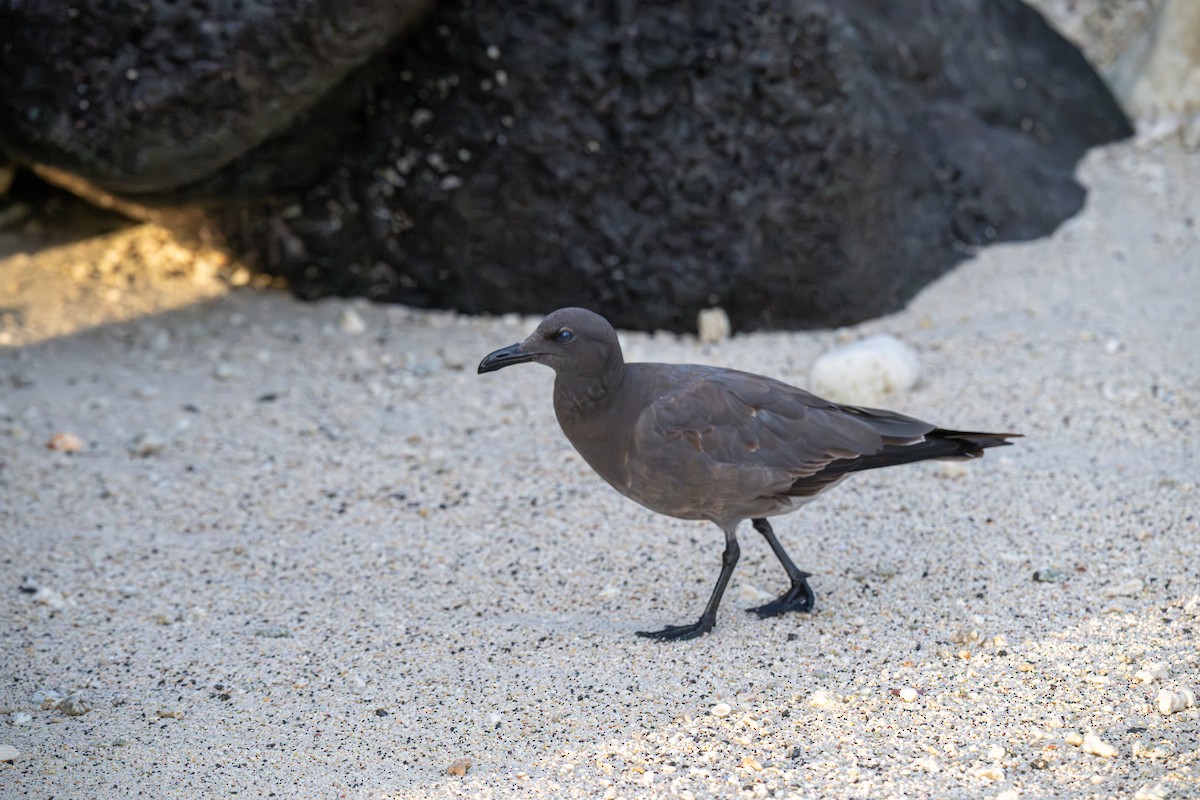 Lava Gull - ML638732594