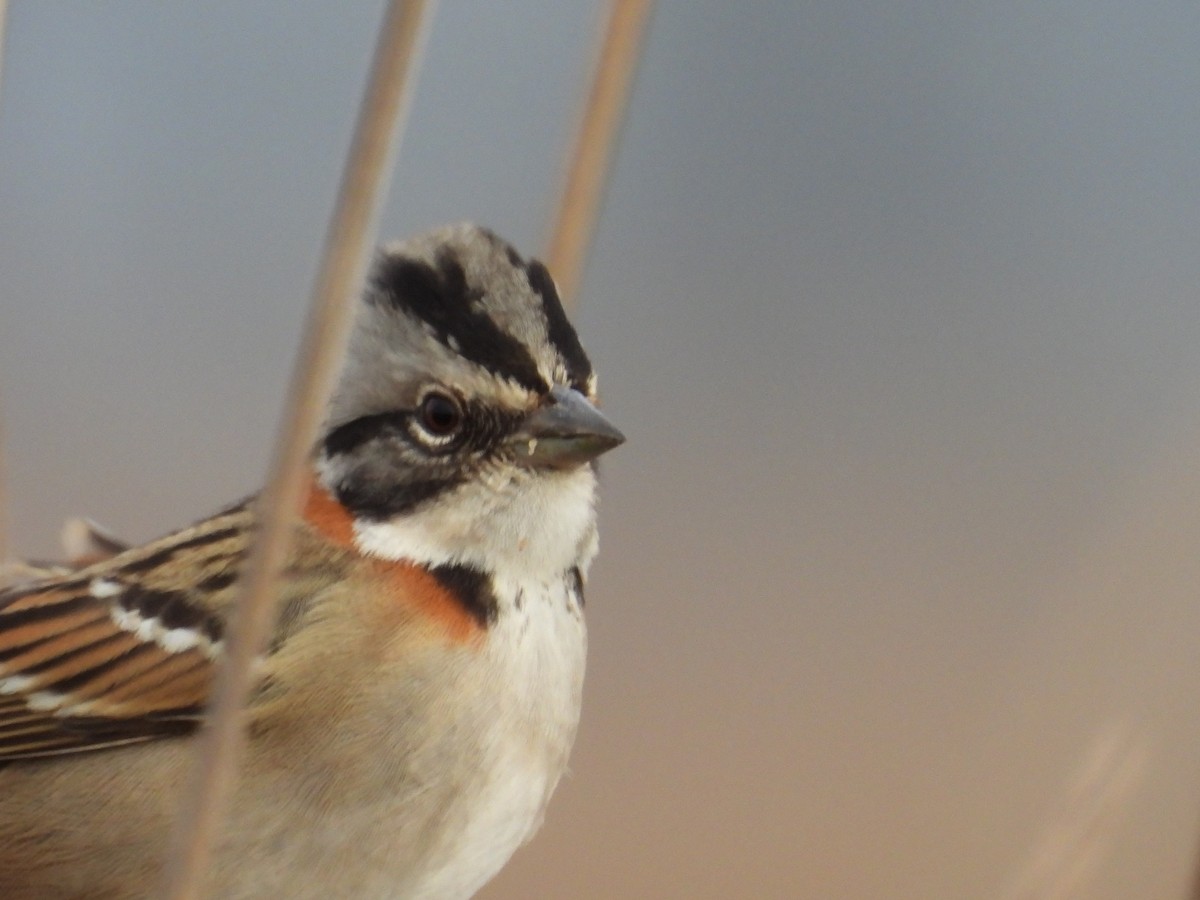 Rufous-collared Sparrow - ML638732597