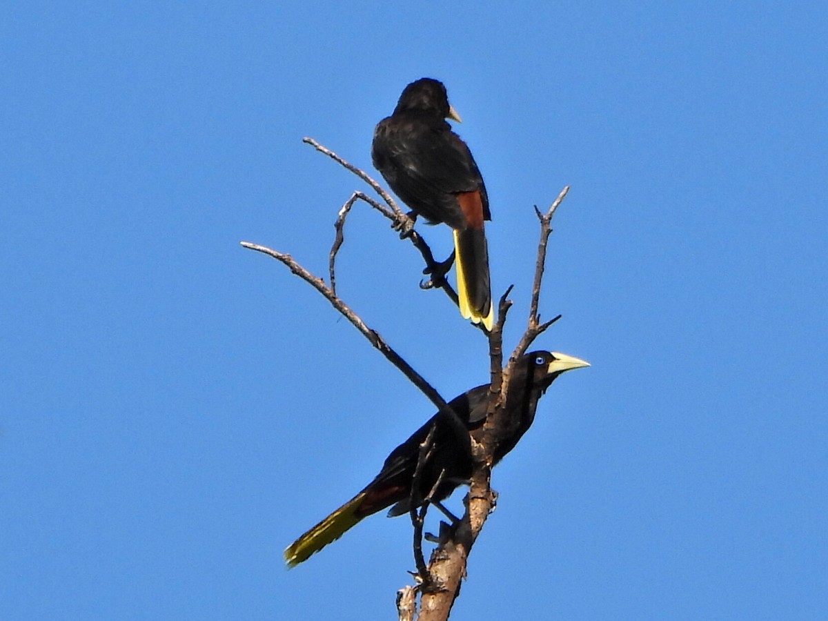 Crested Oropendola - ML638732598