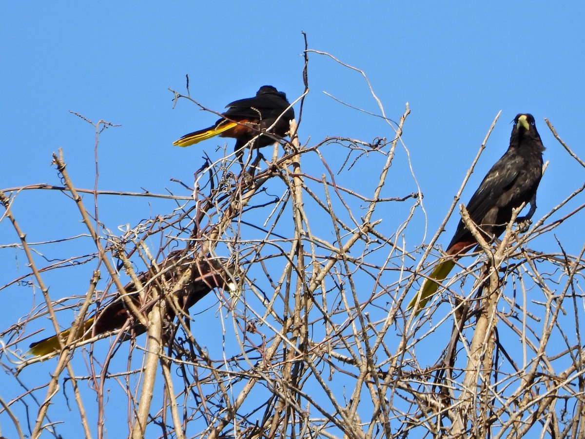 Crested Oropendola - ML638732599