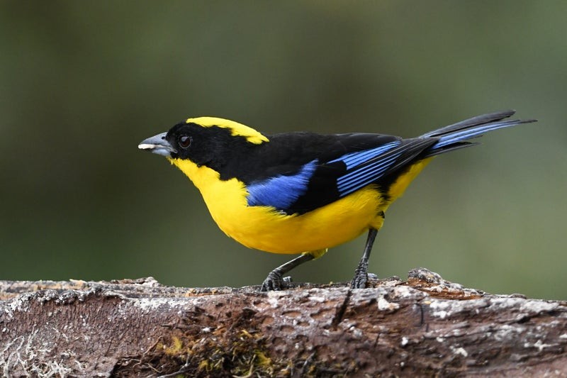 Blue-winged Mountain Tanager - ML638732601