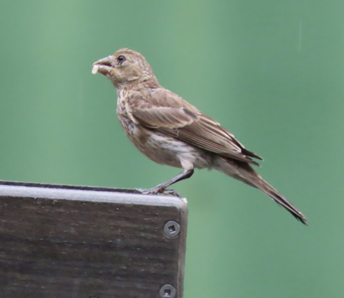 House Finch - ML638732602