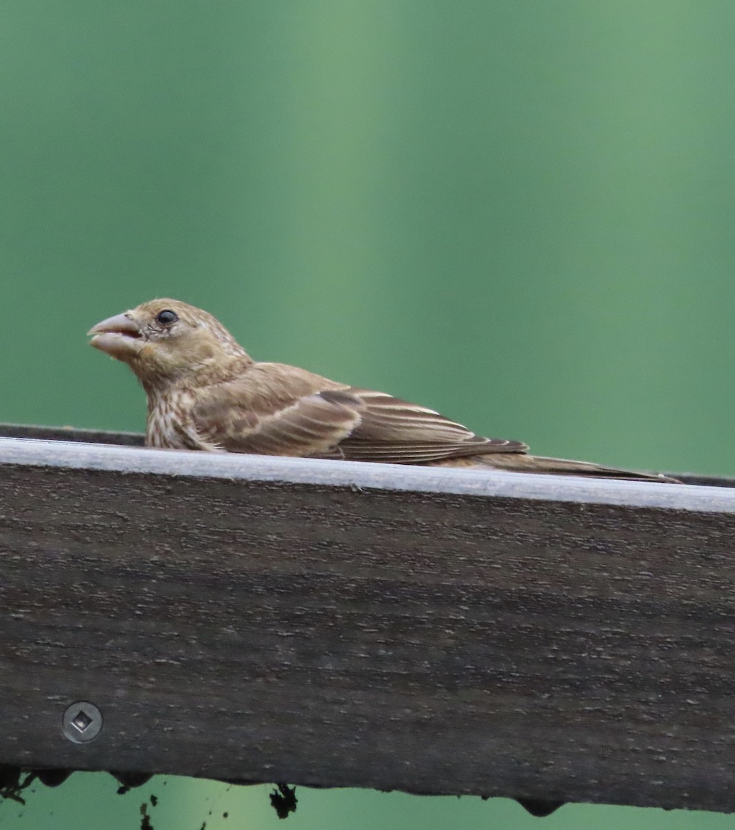 House Finch - ML638732603