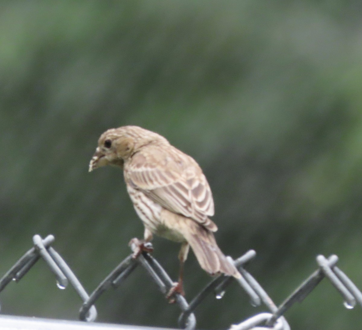 House Finch - ML638732605