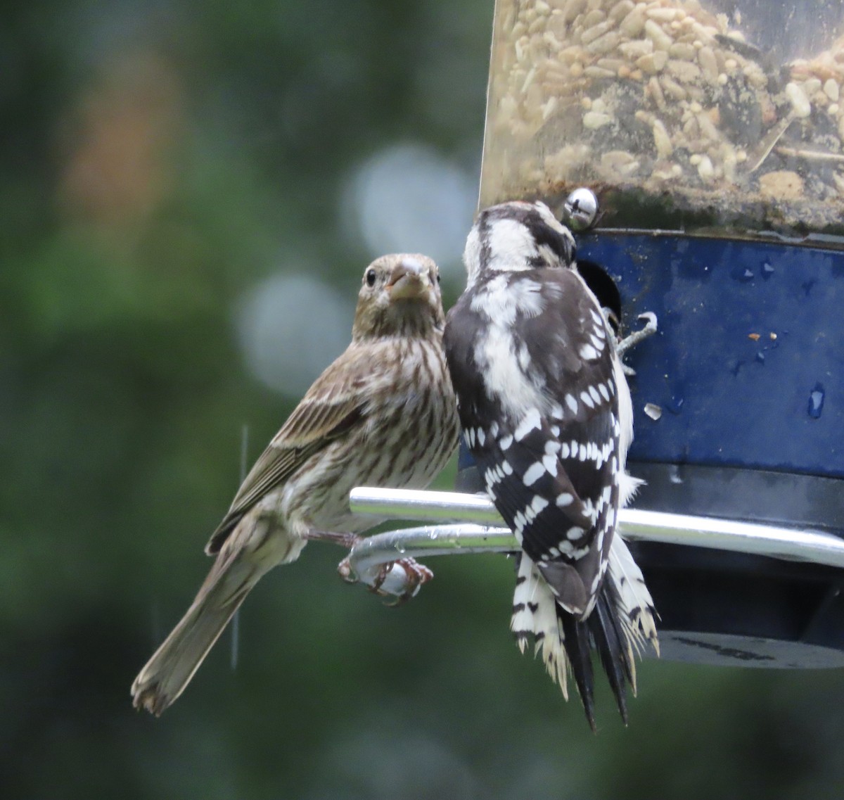 House Finch - ML638732606