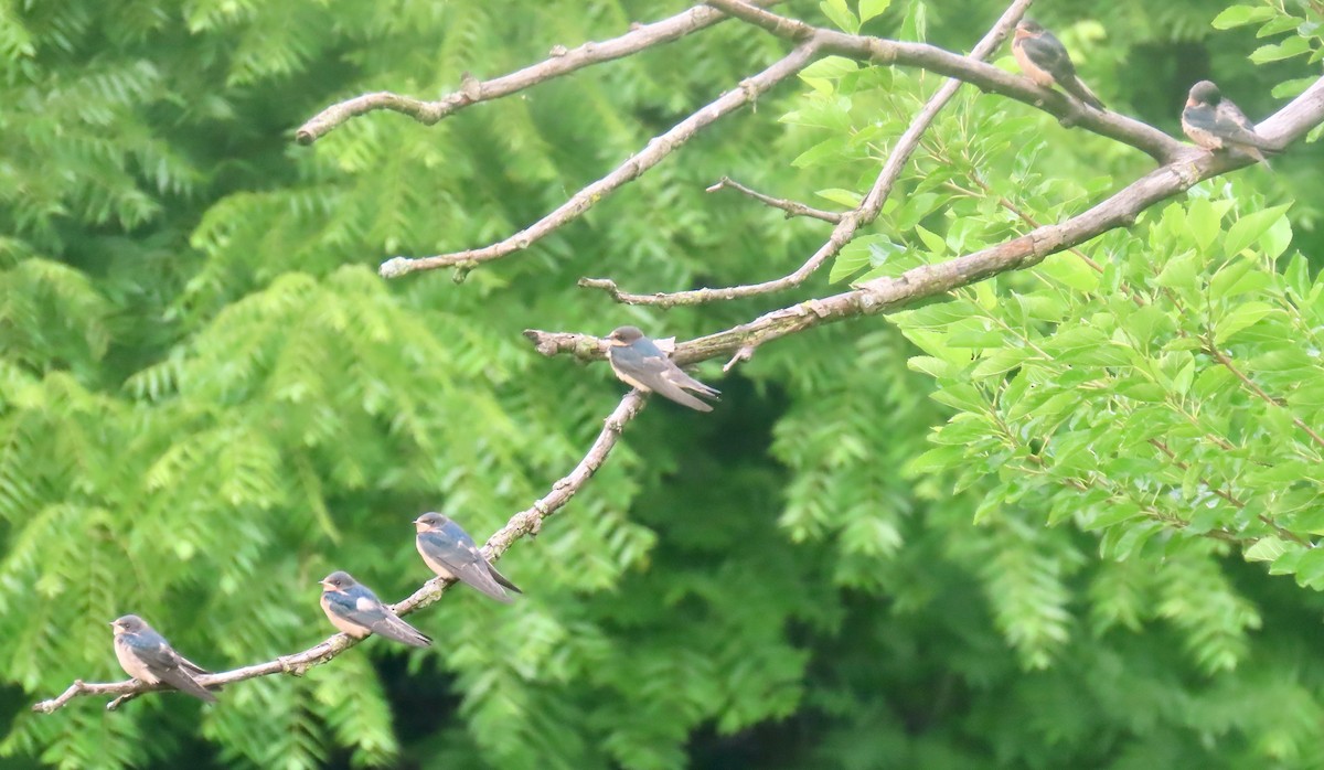 Barn Swallow (American) - ML638732607