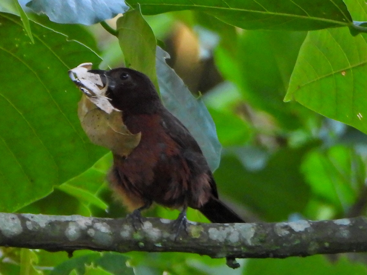 Silver-beaked Tanager - ML638732611