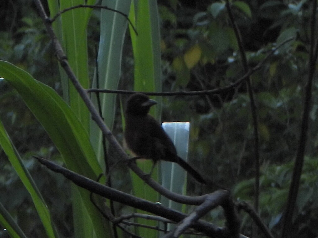 Silver-beaked Tanager - ML638732612