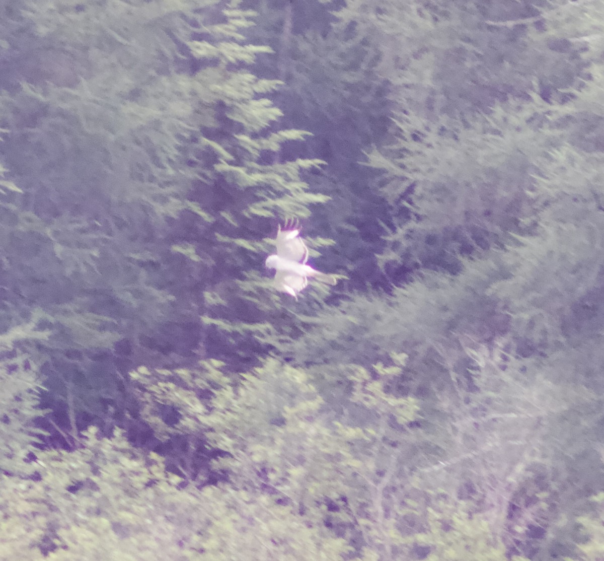Northern Harrier - ML638732624